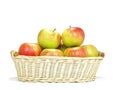 Elstar variety apples Royalty Free Stock Photo