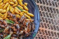 Crispy insects are served in black ceramic plates placed on tables made of steel grates, and fried insects are a popular food Royalty Free Stock Photo