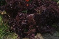 crispy ripe la rosa lettuce leaves on the garden bed