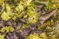 Crispy roasted chips made of curly kale leaves. Food backgrounds and textures Royalty Free Stock Photo