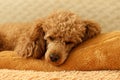 Crispy small apricot poodle sleeps on a brown pillow on the bed