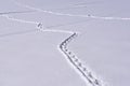 Criss-crossing animal tracks in the snow Royalty Free Stock Photo