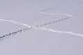 Criss-crossing animal tracks in the snow Royalty Free Stock Photo