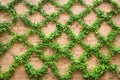 Criss-crossing Vines Royalty Free Stock Photo