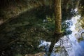 cristal clear water with view of underwater roots of the tree