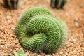 Cristata Cactus, Mammillaria spinosissima. cactus isolated on pebble background. close up green cactus