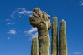 A Cristate, crested, Saguaro cactus, Carnegiea gigantea. Royalty Free Stock Photo