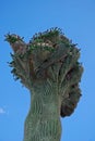 Cristate saguaro Royalty Free Stock Photo