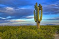 Cristate Saguaro Royalty Free Stock Photo