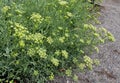 Crithmum maritimum or rock samphire or sea fennel flowers closeup Royalty Free Stock Photo