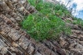 Crithmum maritimum grows on layered stones in Budva, Montenegro Royalty Free Stock Photo