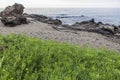 Crithmum maritimum, known as samphire at Malaga Coast, Spain