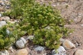 Crithmum maritimum or rock samphire or sea fennel flowering coastal plants Royalty Free Stock Photo