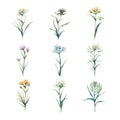 Crithmum Maritimum.Watercolor set of wildflowers. Hand painted illustration.