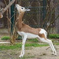 A critically endagered Dama Gazelle (Nanger dama Royalty Free Stock Photo