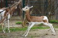 A critically endagered Dama Gazelle (Nanger dama Royalty Free Stock Photo
