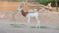 A critically endagered Sahara Africa resident, the Dama or Mhorr Gazelle at the Al Ain Zoo Nanger dama mhorr stands and eats gra