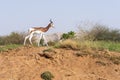 A critically endagered Sahara Africa resident, the Dama or Mhorr Gazelle at the Al Ain Zoo Nanger dama mhorr walking next to Royalty Free Stock Photo