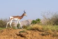 A critically endagered Sahara Africa resident, the Dama or Mhorr Gazelle at the Al Ain Zoo Nanger dama mhorr walking next to