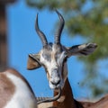 A critically endagered Sahara Africa resident, the Dama or Mhorr Gazelle at the Al Ain Zoo Nanger dama mhorr walking next to Royalty Free Stock Photo