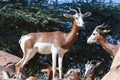 A critically endagered Sahara Africa resident, the Dama or Mhorr Gazelle at the Al Ain Zoo Nanger dama mhorr walking next to Royalty Free Stock Photo