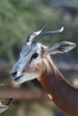 A critically endagered Sahara Africa resident, the Dama or Mhorr Gazelle at the Al Ain Zoo Nanger dama mhorr walking next to Royalty Free Stock Photo