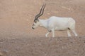A critically endangered Addax Addax nasomaculatus also known as the screwhorn or white antelope stops to scratch its head in the Royalty Free Stock Photo