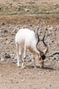 A critically endangered Addax Addax nasomaculatus also known as the screwhorn or white antelope stops to scratch its head in the Royalty Free Stock Photo