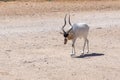 A critically endangered Addax Addax nasomaculatus also known as the screwhorn or white antelope walks in the desert sand Royalty Free Stock Photo