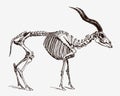 Critically endangered addax nasomaculatus skeleton in profile view