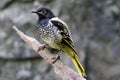 Regent Honeyeater Royalty Free Stock Photo