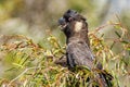 Carnaby\'s Black Cockatoo in Western Australia