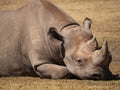 An endangered Black Rhinoceros in its captive breeding enclosure