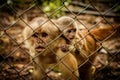 The critically endangered Ecuadorian Capuchin monkey Royalty Free Stock Photo