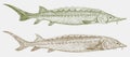 Critically endangered european sea sturgeon and threatened shortnose sturgeon in side view Royalty Free Stock Photo