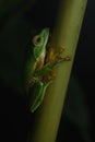 A critically endangered false Malabar gliding frog on a cardamom stalk