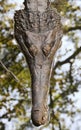 A Gharial Crocodile Surfaces in an Indian River Royalty Free Stock Photo