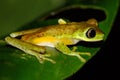 Critically endangered Lemur Leaf Frog