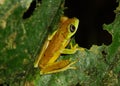 Critically endangered Lemur Leaf Frog