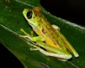 Critically endangered Lemur Leaf Frog