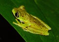 Critically endangered Lemur Leaf Frog