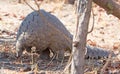 Critically endangered pangolin in the bush