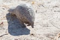 Critically endangered pangolin walking in the wild in Hwange National Park, Zimbabwe