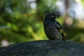 Critically endangered regent honeyeater perched on rock Royalty Free Stock Photo