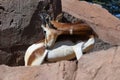 A critically endagered Sahara Africa resident, the Dama or Mhorr Gazelle at the Al Ain Zoo Nanger dama mhorr walking next to Royalty Free Stock Photo