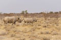 Wild Black Rhinoceros Cow and Calf Walking Royalty Free Stock Photo