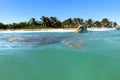 Critically endangered species eretmochelys imbricata hawksbill sea turtle Royalty Free Stock Photo
