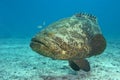 A large Goliath Grouper photographed swimming underwater in the Florida Keys National Marine Sanctuary Royalty Free Stock Photo
