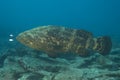 A large Goliath Grouper photographed swimming underwater in the Florida Keys National Marine Sanctuary Royalty Free Stock Photo
