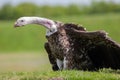 Critically endangered species vulture showing evolutionary adapt Royalty Free Stock Photo